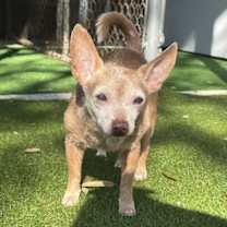 adopt-pet