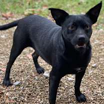 Thumbnail photo of BOBBIN #3