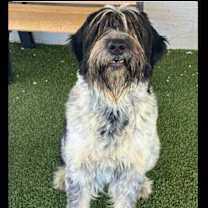 adopt-pet