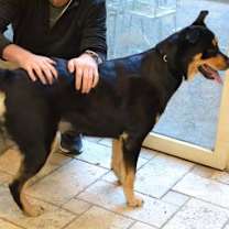 Thumbnail photo of Molly #2