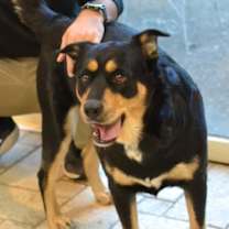 Thumbnail photo of Molly #4