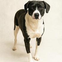 Thumbnail photo of Logger Head #3