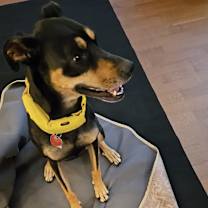 Thumbnail photo of Maizie #2