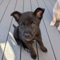 adopt-pet