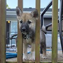 adopt-pet