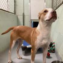 Thumbnail photo of Stitch #2