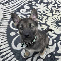 adopt-pet