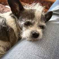 adopt-pet