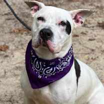 Thumbnail photo of Smiley #2