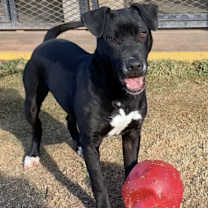 Thumbnail photo of Blaze #1