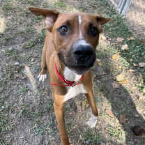 Thumbnail photo of Brody (9mo,50lbs) #3