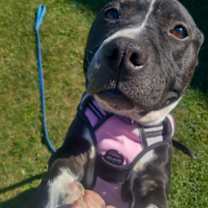 Thumbnail photo of Cody #2