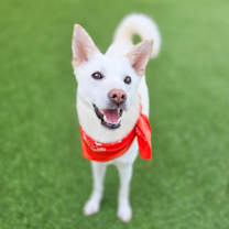 adopt-pet