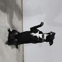 Thumbnail photo of Jack #2