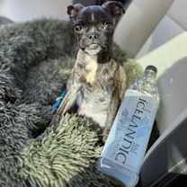 Thumbnail photo of Bonnie - Bethany Pup #1