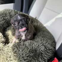 Thumbnail photo of Bonnie - Bethany Pup #2