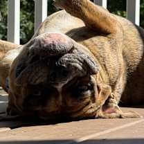 Thumbnail photo of Chowder #1