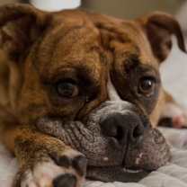 Thumbnail photo of Chowder #2