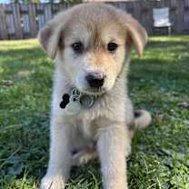 adopt-pet