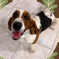 adopt-pet
