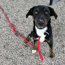 adopt-pet