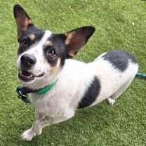adopt-pet