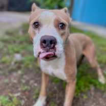 Thumbnail photo of Rue #1