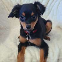 Thumbnail photo of Cha Cha #4