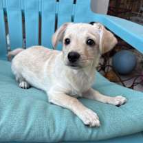 Thumbnail photo of Chunky Monkey #2