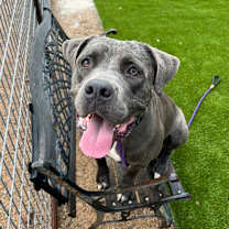 adopt-pet