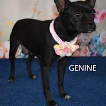 adopt-pet