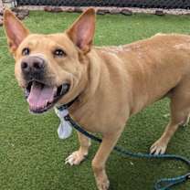 adopt-pet