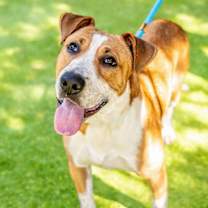 Thumbnail photo of CHANCE #1