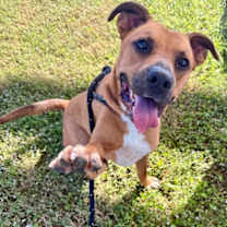 Thumbnail photo of Squash #3