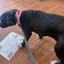 Thumbnail photo of Princess #2