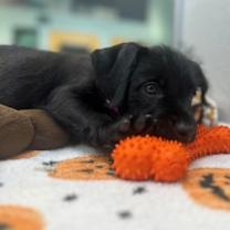 adopt-pet