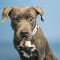 adopt-pet
