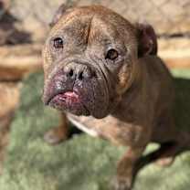 Thumbnail photo of Merc #2