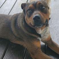 Thumbnail photo of Toby #1