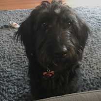 Thumbnail photo of Morris and Opal #3