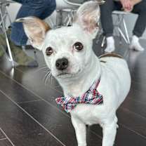 adopt-pet