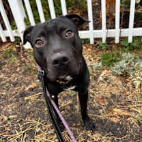 Thumbnail photo of Murphy #1