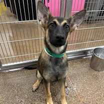 adopt-pet