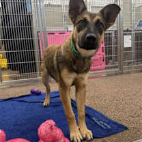 adopt-pet