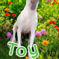 Thumbnail photo of Toy #1