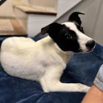 Thumbnail photo of Gravy #2