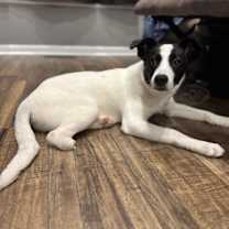 Thumbnail photo of Gravy #3