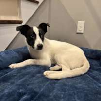 Thumbnail photo of Gravy #4