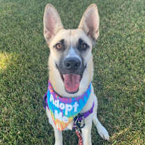 Thumbnail photo of Raccoon #3