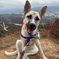 Thumbnail photo of Raccoon #4